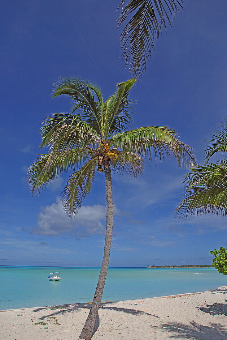 Typische Kokospalme am Karibikstrand, Cape Santa Maria, Insel Long Island, Bahamas
