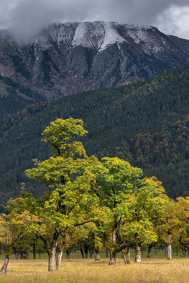 At the Großer Ahornboden in the autumnal Engalm area in Tyrol, Austria.