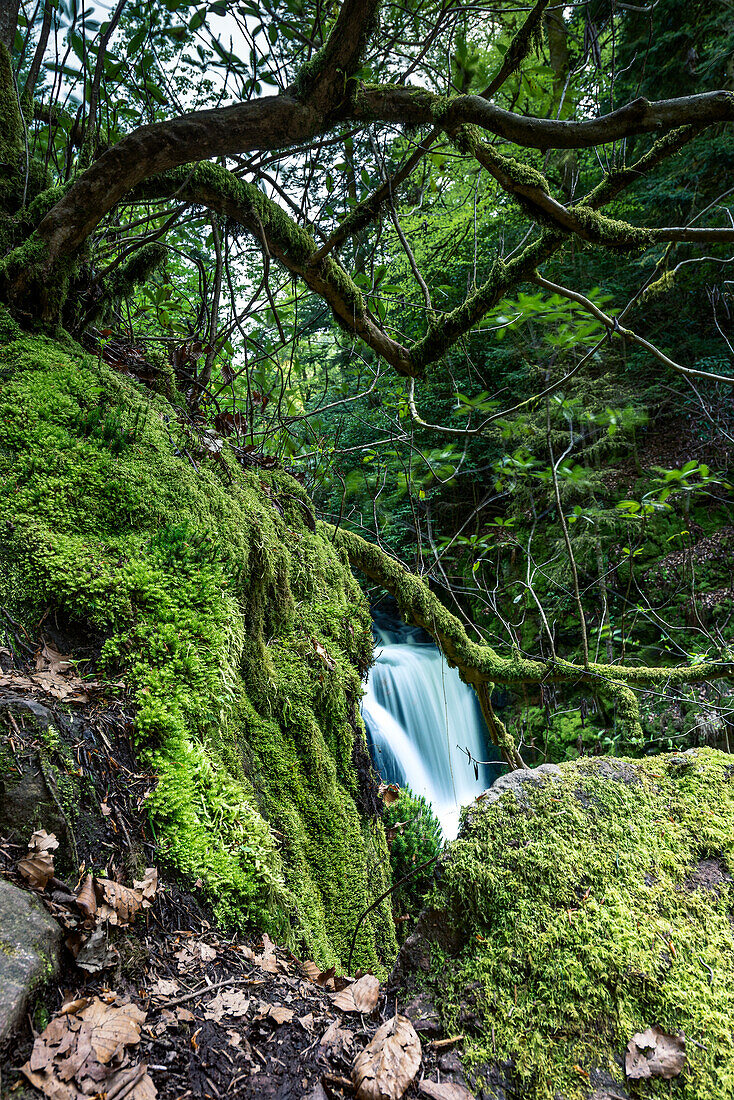 View between trees and rocks on the Geroldsau Waterfall, Black Forest, Baden-Baden, Baden-Württemberg, Germany