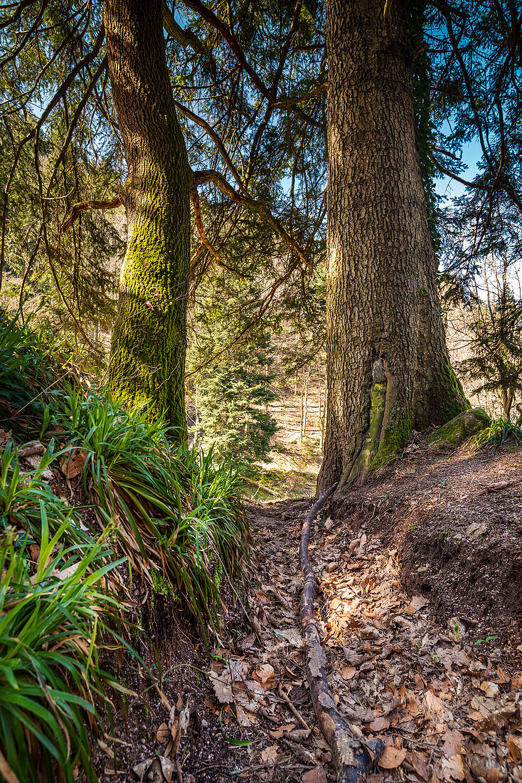 Two trees are illuminated by the sun from the side, at Lautenfelsen, Gernsbach, Black Forest, Baden-Württemberg, Germany