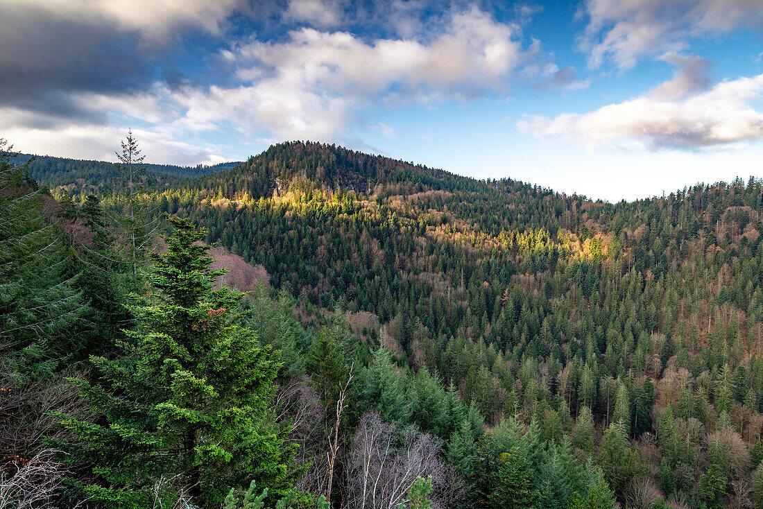 Lateral sunlight on forest landscape at Wiedenfelsen, Bühlertal, Rastatt, Black Forest, Baden-Württemberg, Germany