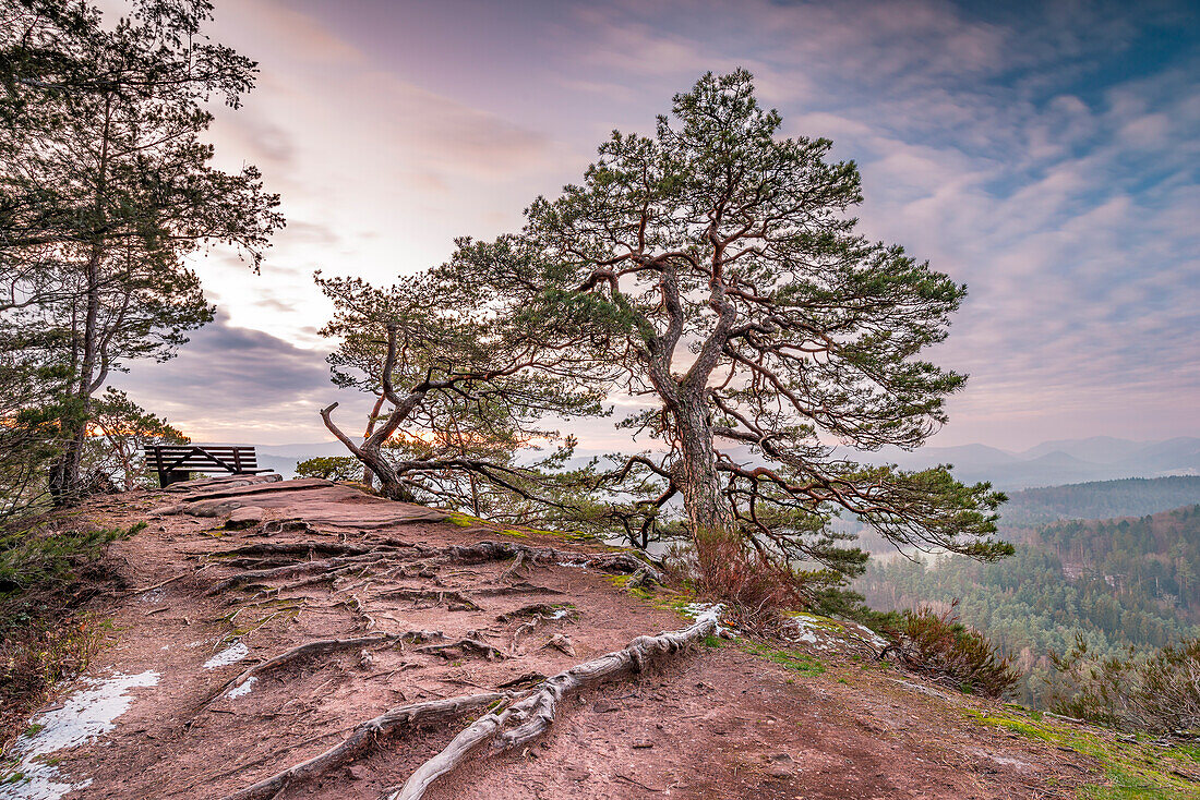 Pine trees, roots and bench on the key rock at sunrise, Busenberg, Dahner Felsenland, Rhineland-Palatinate, Germany