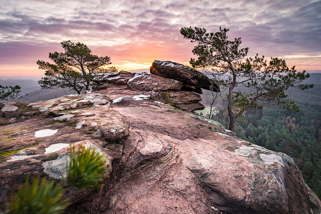 Der Schlüsselfels und Kiefern bei Sonnenaufgang, Busenberg, Dahner Felsenland, Rheinland-Pfalz, Deutschland