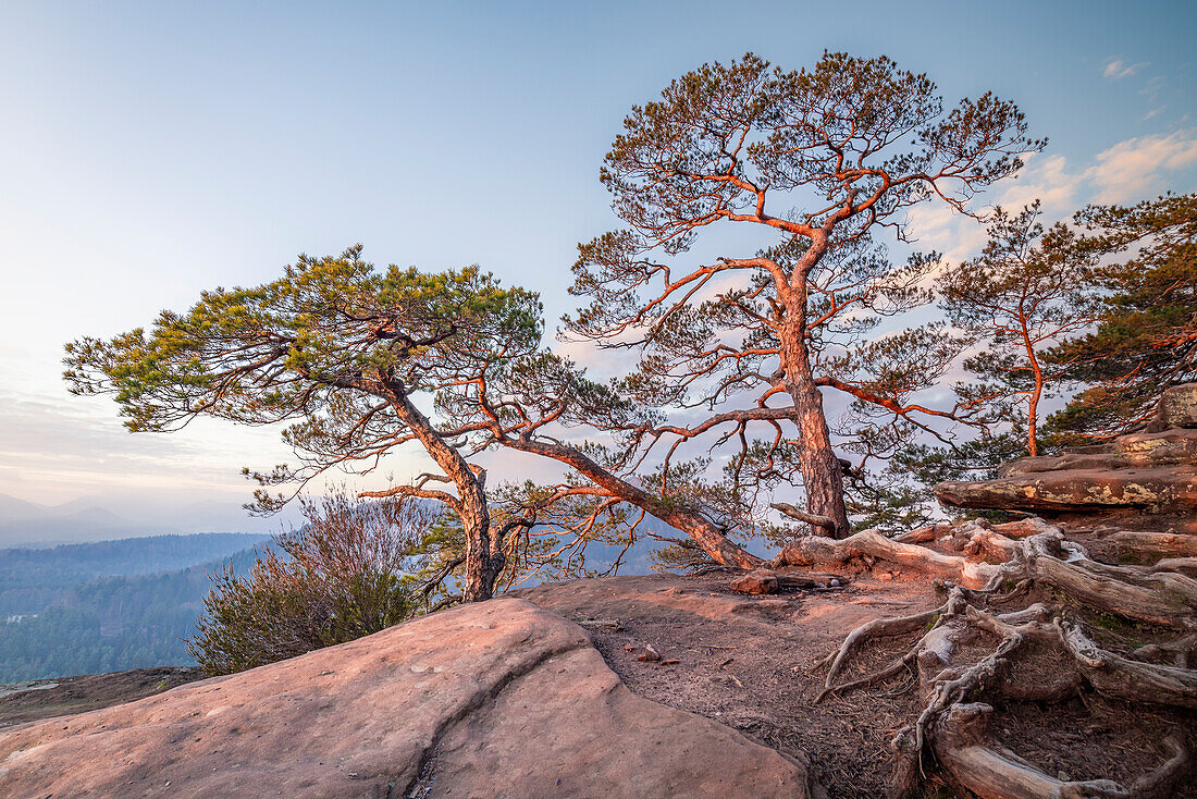 Pine trees on the key rock are illuminated by the sun, Busenberger Holzschuhpfad, Dahner Felsenland, Rhineland-Palatinate, Germany