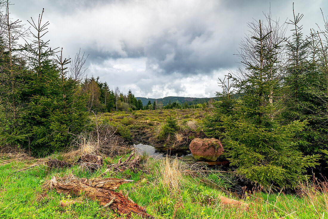 Wilderness and moorland along the Black Forest High Road, Baiersbronn, Black Forest National Park, Baden-Württemberg, Germany