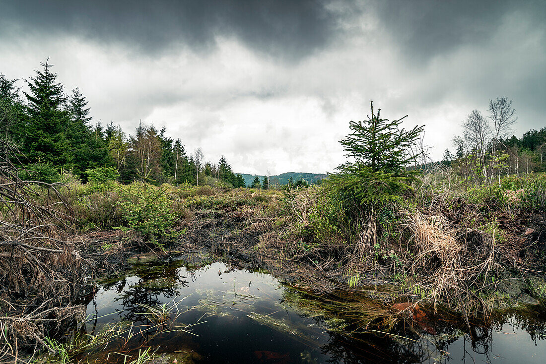 Wildnis und Moor entlang der Schwarzwaldhochstraße, Baiersbronn, Nationalpark Schwarzwald, Baden-Württemberg, Deutschland