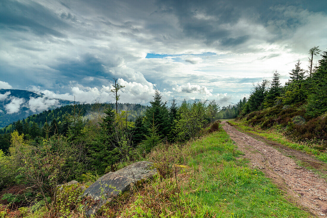 Rock and hiking trail along the Hornisgrinde, Black Forest National Park, Baden-Württemberg, Germany