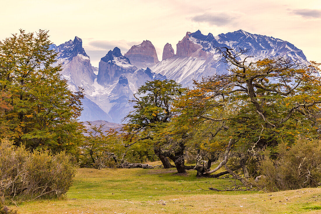 Picturesque scene with autumn trees in front of the horns at Torres del Paine massif, Chile, Patagonia