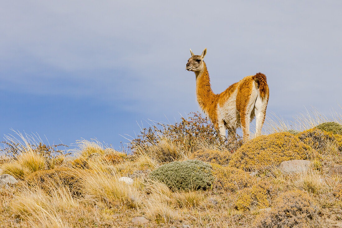 Ein markantes Guanaco in der patagonischen Steppe freigestellt vor leicht bewölktem Himmel, Chile, Südamerika