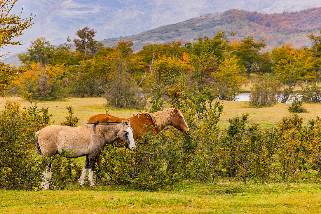 Zwei wilde Criollo Pferde in einer Graslandschaft am Torres del Paine Nationalpark in Chile, Patagonien, Südamerika