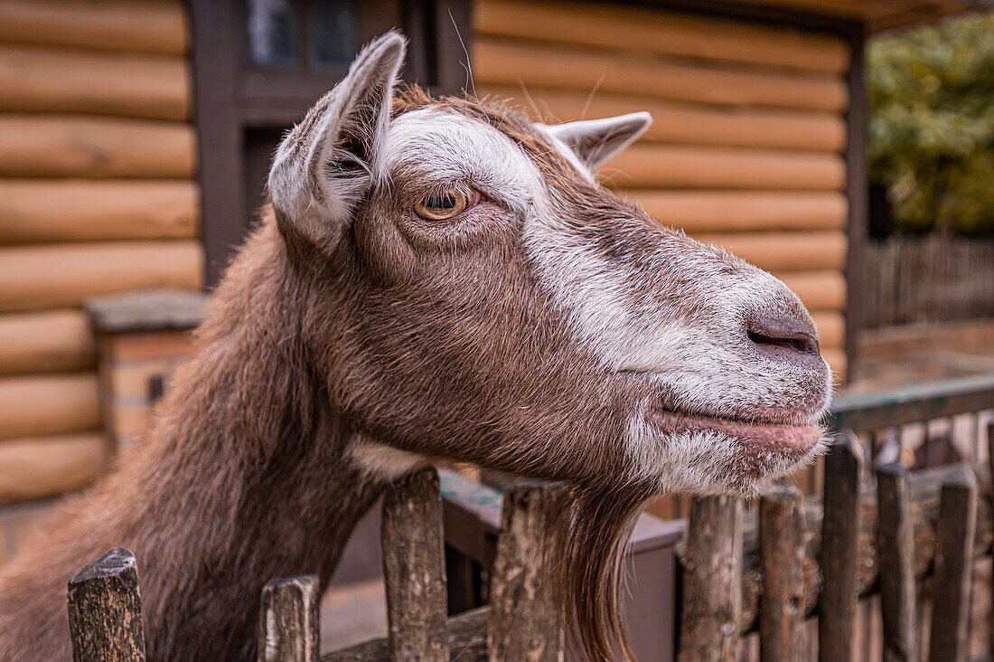 Thuringian forest goat (Capra) looking over the fence, Berlin, Berlin, Germany