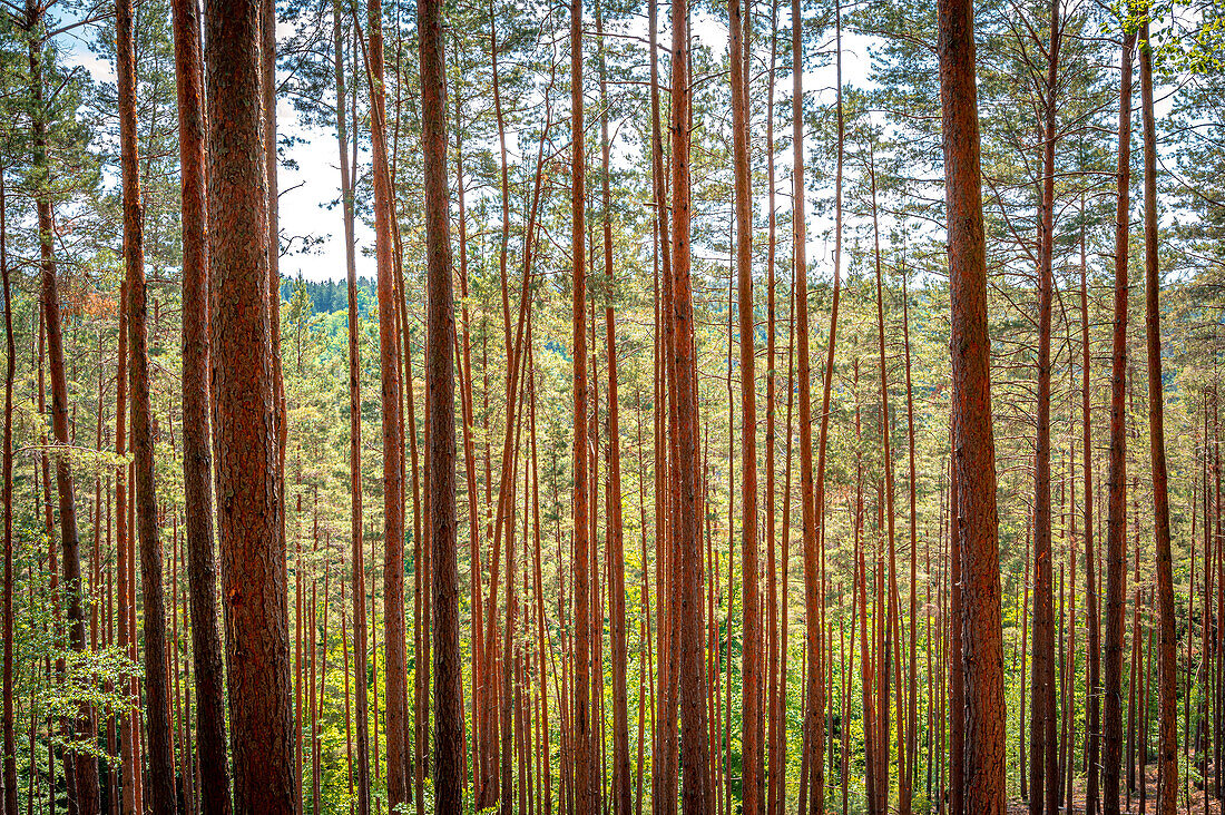 Conifer trunks with few branches in summer, Kleineutersdorf, Thuringia, Germany