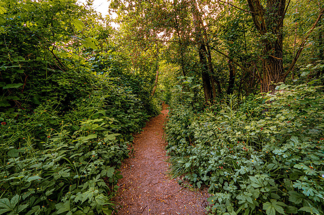 Narrow hiking trail through a densely overgrown forest in summer, Jena, Thuringia, Germany