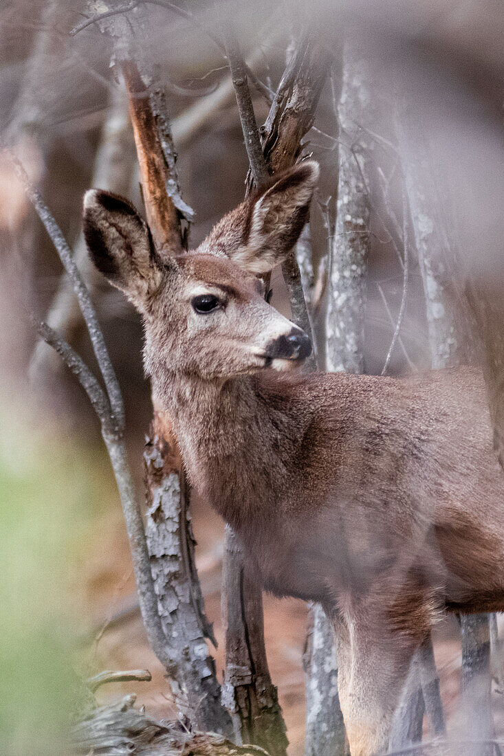 Spooked deer in the forests of Cloudcroft, New Mexico.