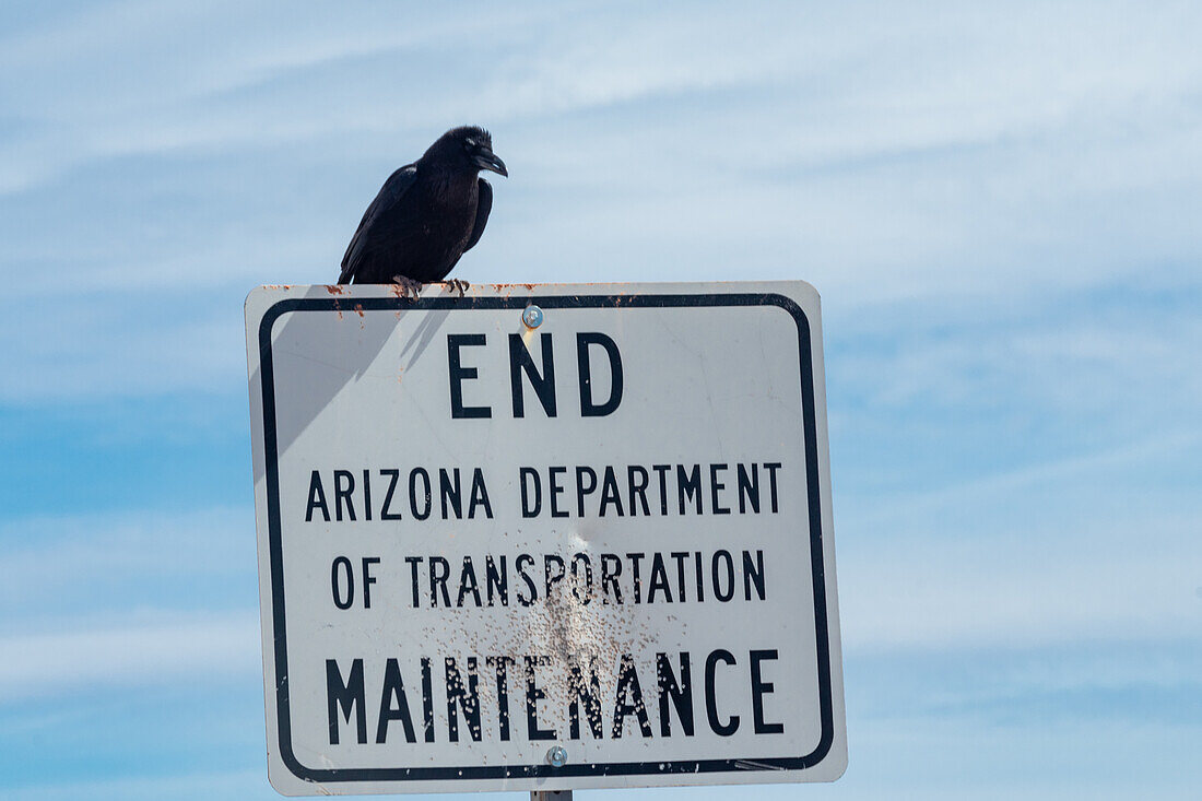 Crow perched on a maintenance sign riddled with buckshot impacts in the Arizona desert.