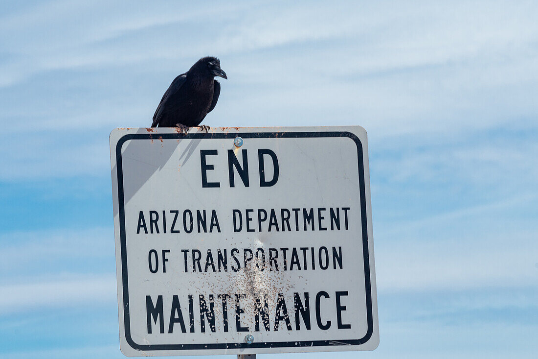 Krähe sitzt auf einem von Schrot Einschlägen übersäten Schild in der Wüste von Arizona.