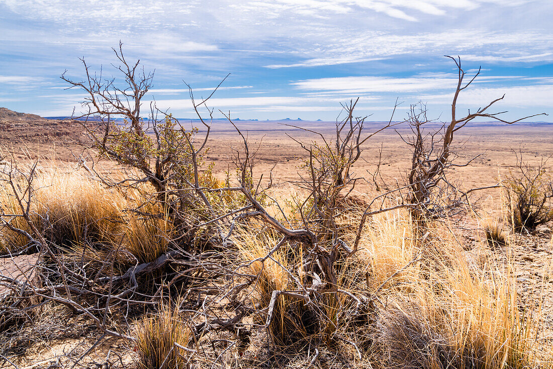 Ausgetrockneter Strauch in der felsigen Wüstenlandschaft von Arizona, USA.