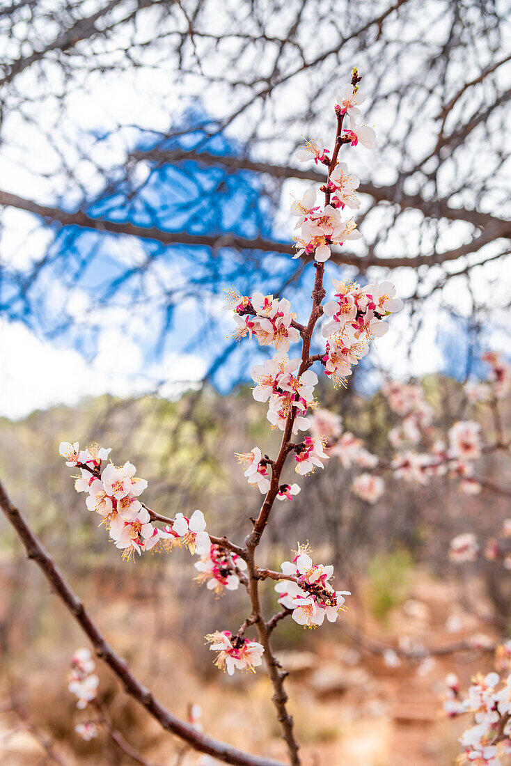 Plants growing in the New Mexico desert.