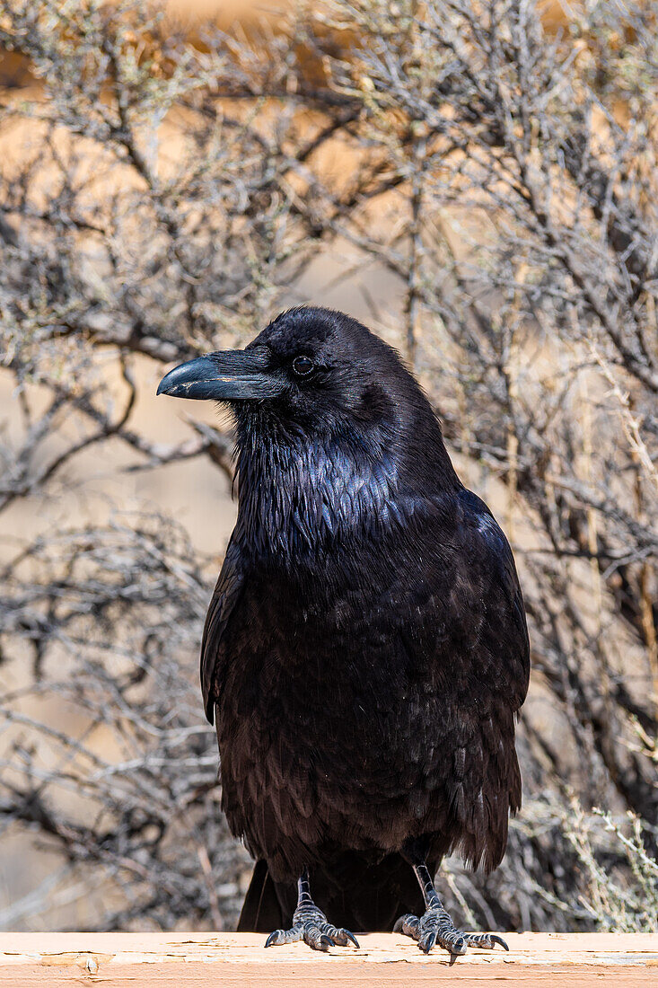 A blackbird in Hungo Pavi, a Ancestral Puebloan great house and archaeological site in Chaco Canyon, New Mexico, United States.