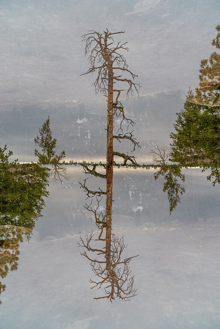 Double exposure of a tree in a desert landscape