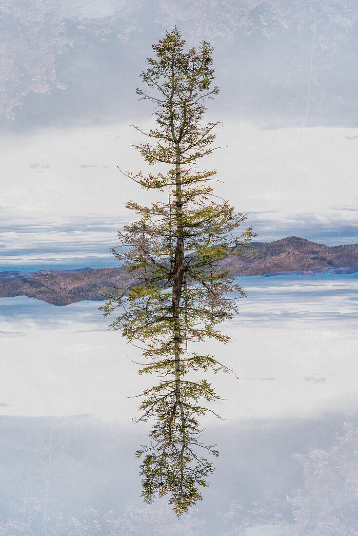 Double exposure of a tree in a desert landscape