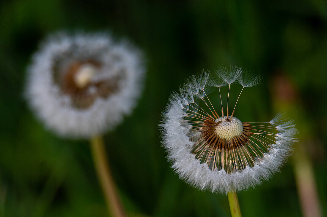 Dandelion seeds - dandelions in spring