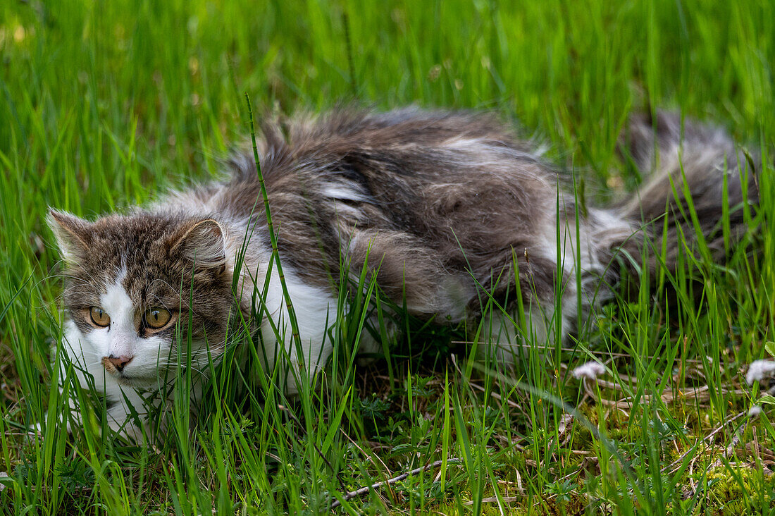 Domestic cat in tall grass, Salzkammergut, Salzburg, Austria