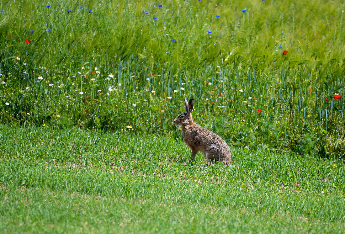 European hare (Lepus europaeus) in spring in cultivated landscape, Salzburg, Austria