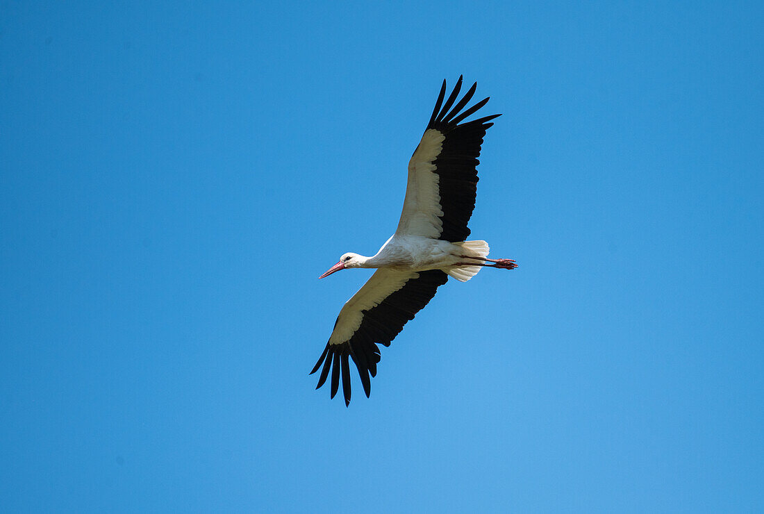 Weissstorch (Ciconia ciconia) im Frühling in der Oichtenried, Salzburg, Oesterreich