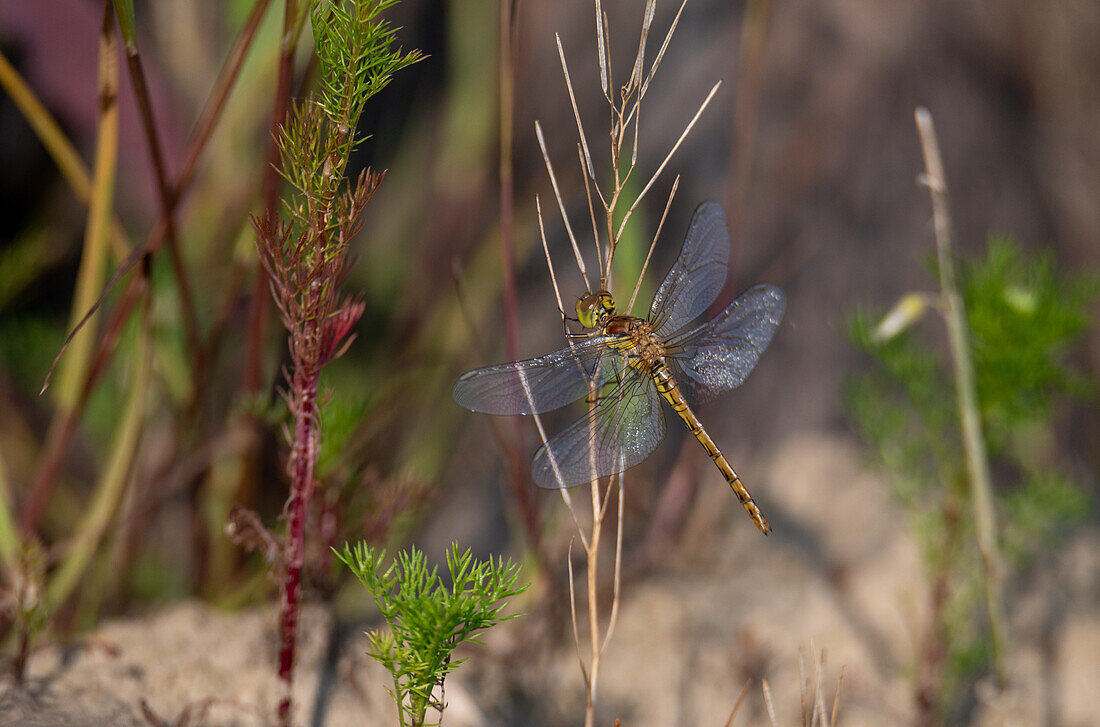 Darter (Sympetrum striolatum), newly hatched female with exuvia, Natura 2000 protected area Salzachauen, Salzburg, Austria