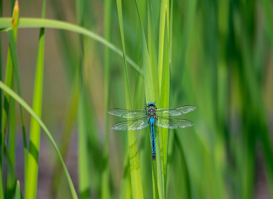 Large dragonfly (Anax imperator) in the European protected area Salzachauen, Salzburg, Austria