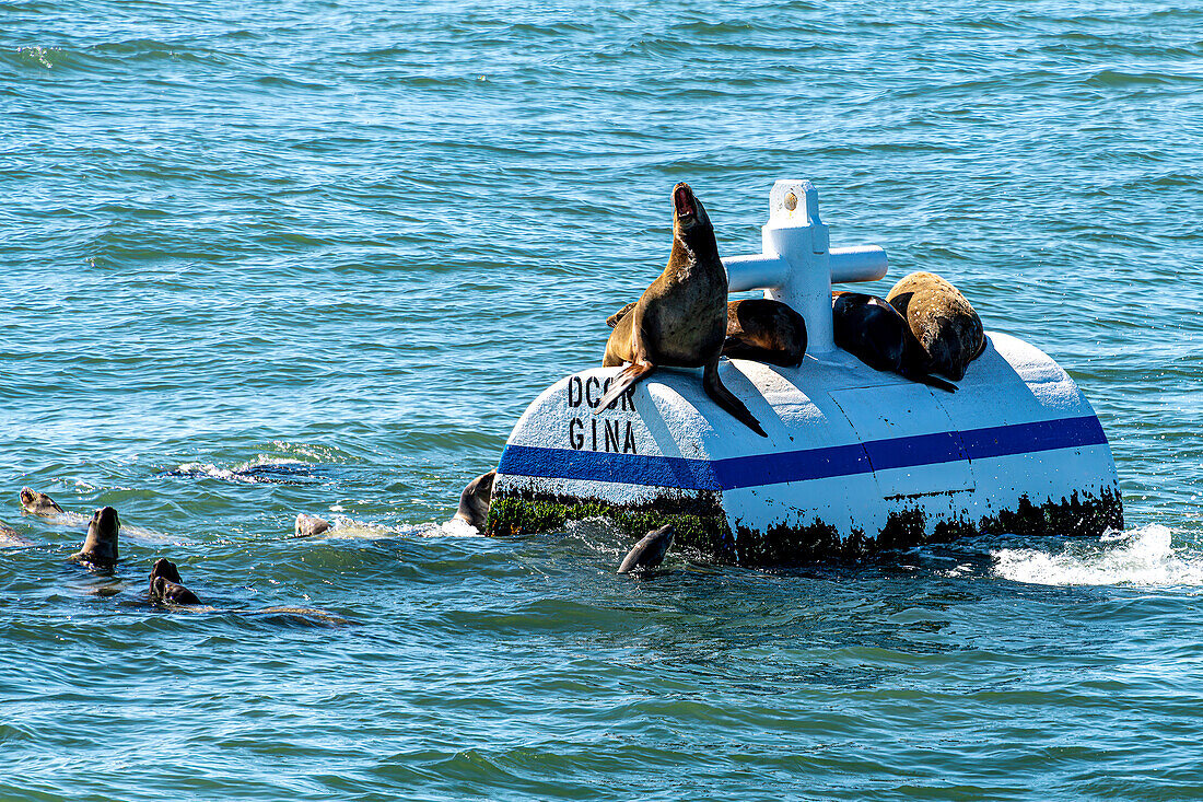 Seelöwen spielen im Seeweg zwischen der kalifornischen Küste und dem Channel-Islands-Nationalpark, Kalifornien, USA