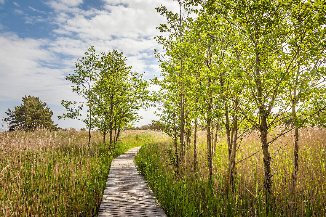 Weg durch Feuchtgebiet im Nationalpark Vorpommersche Boddenlandschaft, Mecklenburg-Vorpommern, Ostsee, Norddeutschland, Deutschland