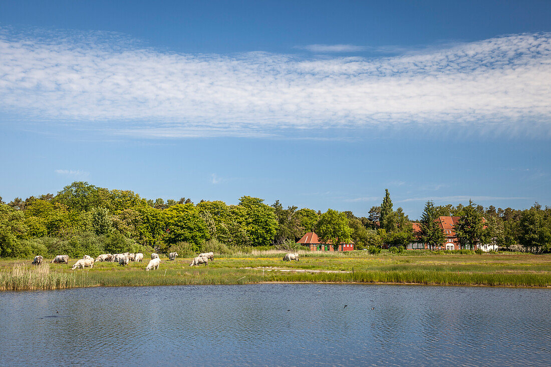 Kühe auf der Weide am Bodden bei Prerow, Mecklenburg-Vorpommern, Ostsee, Norddeutschland, Deutschland