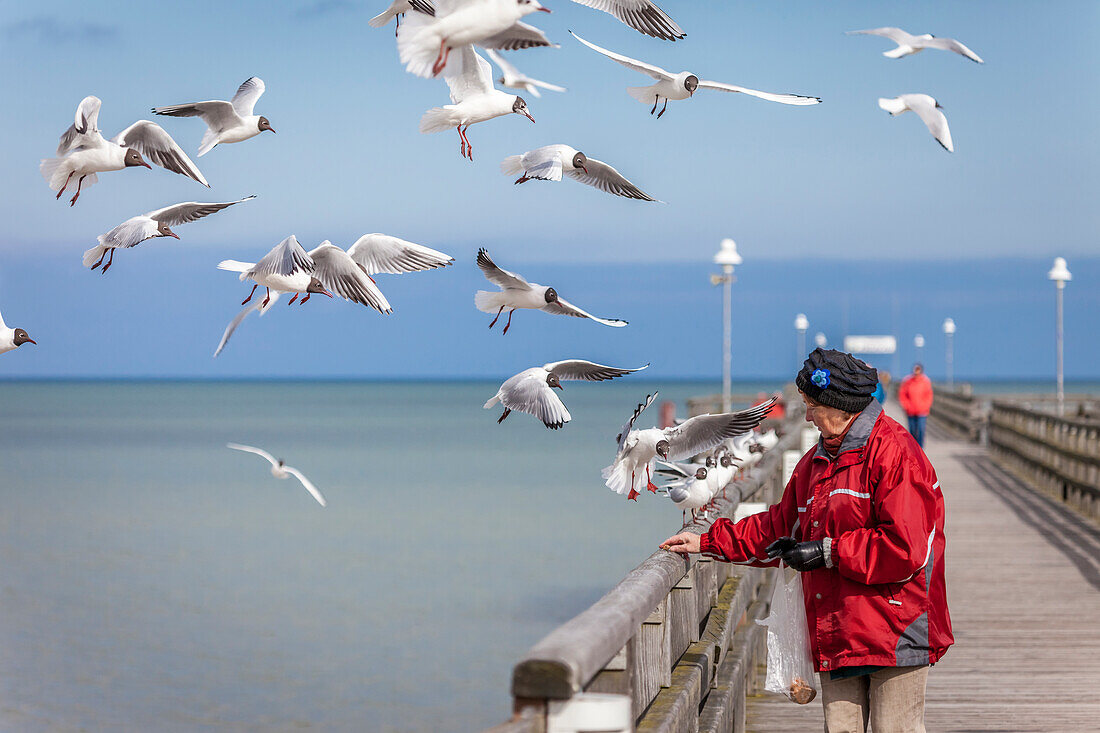 Frau füttert Möwen auf der Seebrücke in Prerow, Mecklenburg-Vorpommern, Ostsee, Norddeutschland, Deutschland