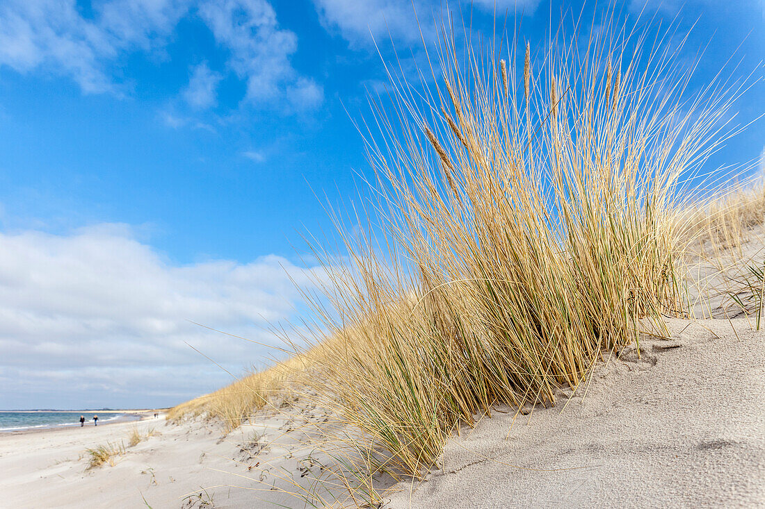 Dünen und Strandgras am Strand von Dierhagen, Mecklenburg-Vorpommern, Ostsee, Norddeutschland, Deutschland