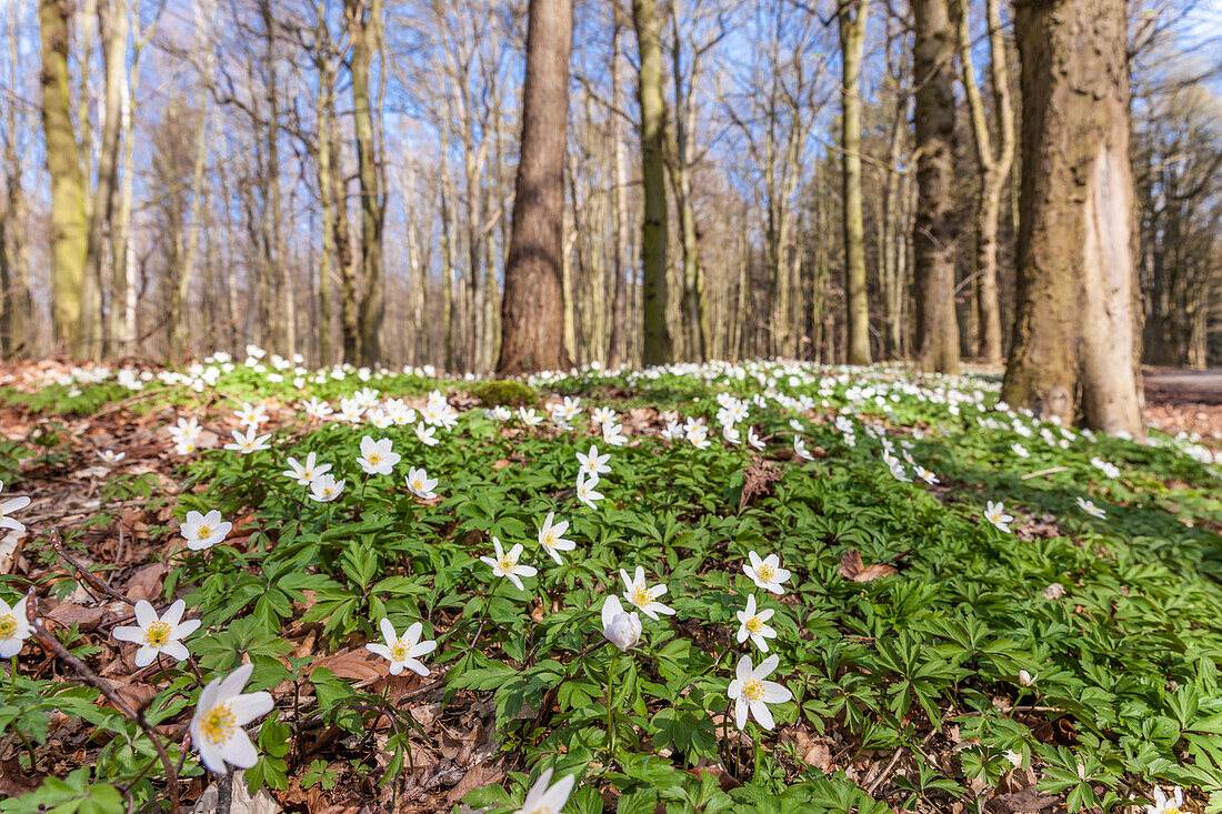Wood Anemone (Anemone nemorosa) in the forest near Sellin on Ruegen, Mecklenburg-Western Pomerania, Baltic Sea, Northern Germany, Germany