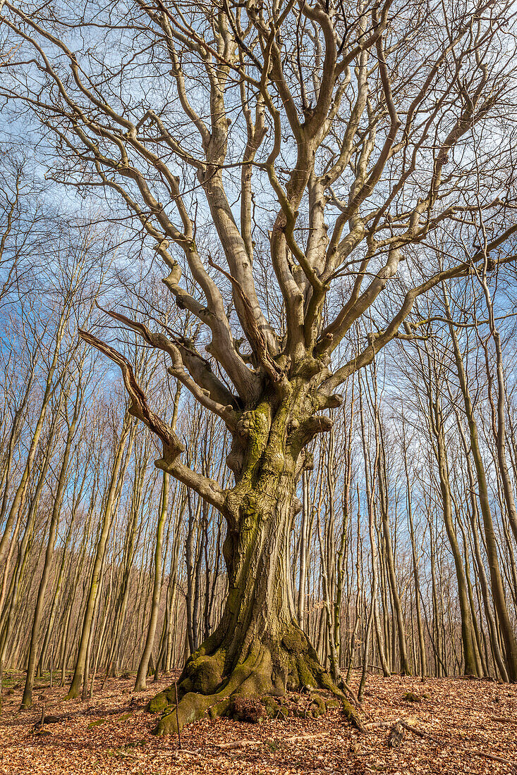 Gnarled old oak in the forest near Sellin on Ruegen, Mecklenburg-Western Pomerania, Baltic Sea, North Germany, Germany