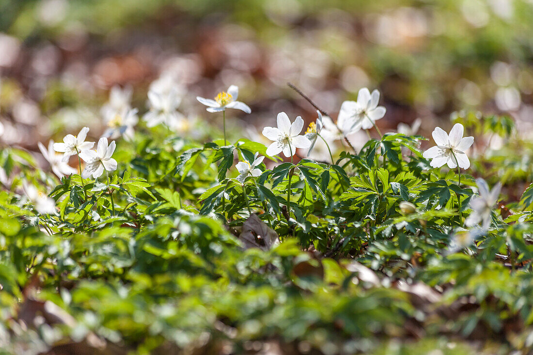 Wood Anemone (Anemone nemorosa) in the forest near Sellin on Ruegen, Mecklenburg-Western Pomerania, Baltic Sea, Northern Germany, Germany