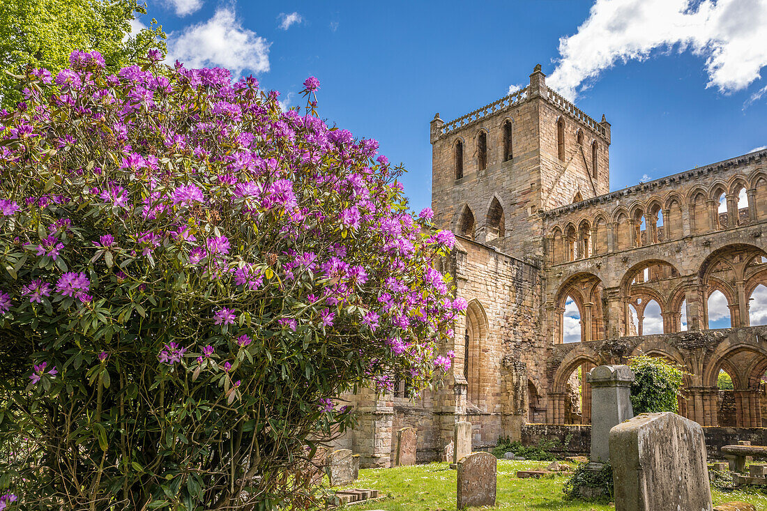 Ruine des Klosters Jedburgh Abbey, Jedburgh, Scottish Borders, Schottland, Großbritannien