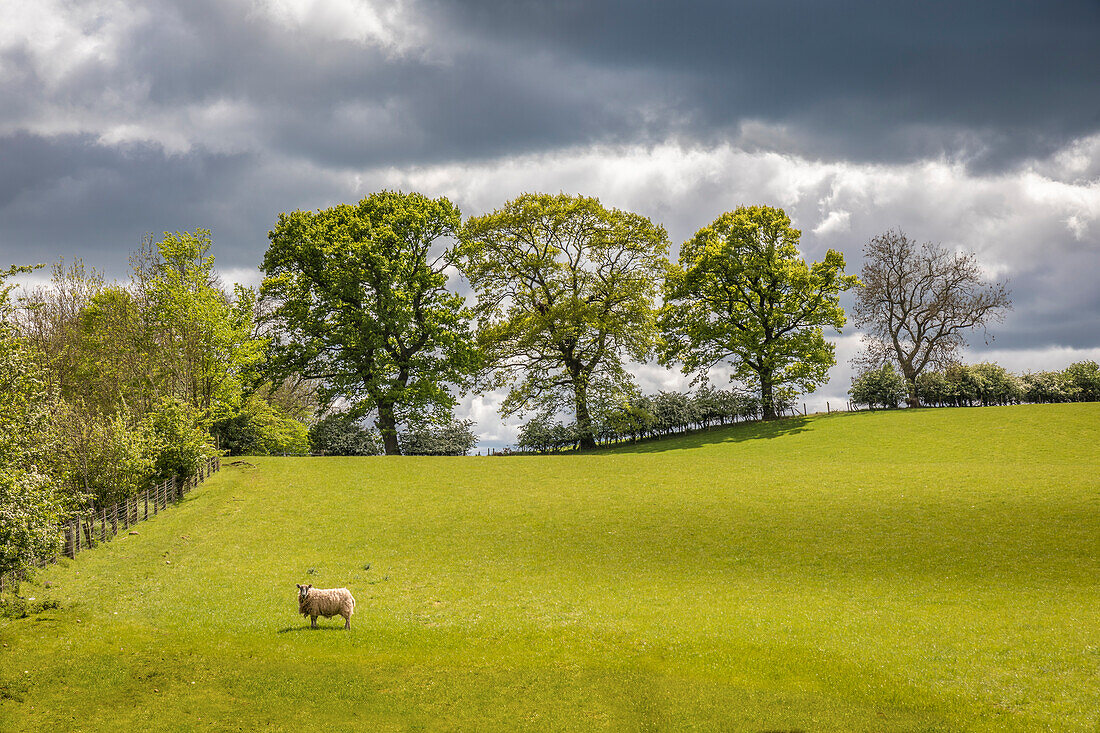Schafweiden und Felder bei Melrose, Scottish Borders, Schottland, Großbritannien
