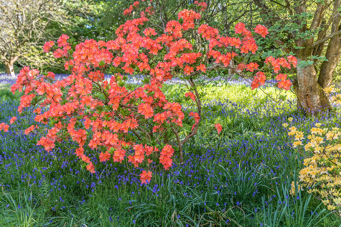 Azalee und Bluebells im Park von Abbotsford House, Melrose, Scottish Borders, Schottland, Großbritannien