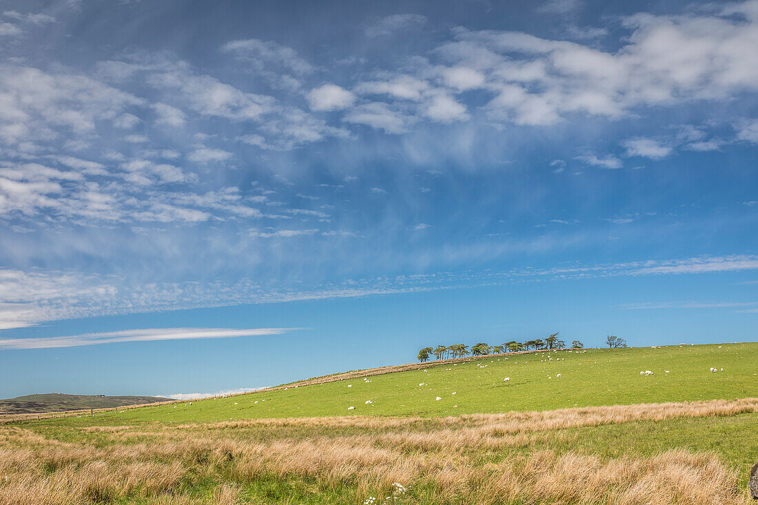 Weide- und Moorlandschaft südlich von Stirling, Stirling, Schottland, Großbritannien