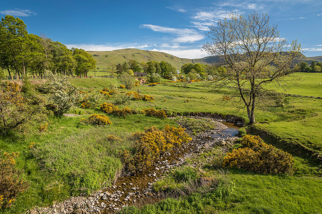 Grüne Weiden und Bach im Frühling beim Dorf Balfron, Stirling, Schottland, Großbritannien