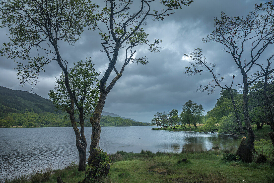 Südufer von Loch Achray, Stirling, Schottland, Großbritannien