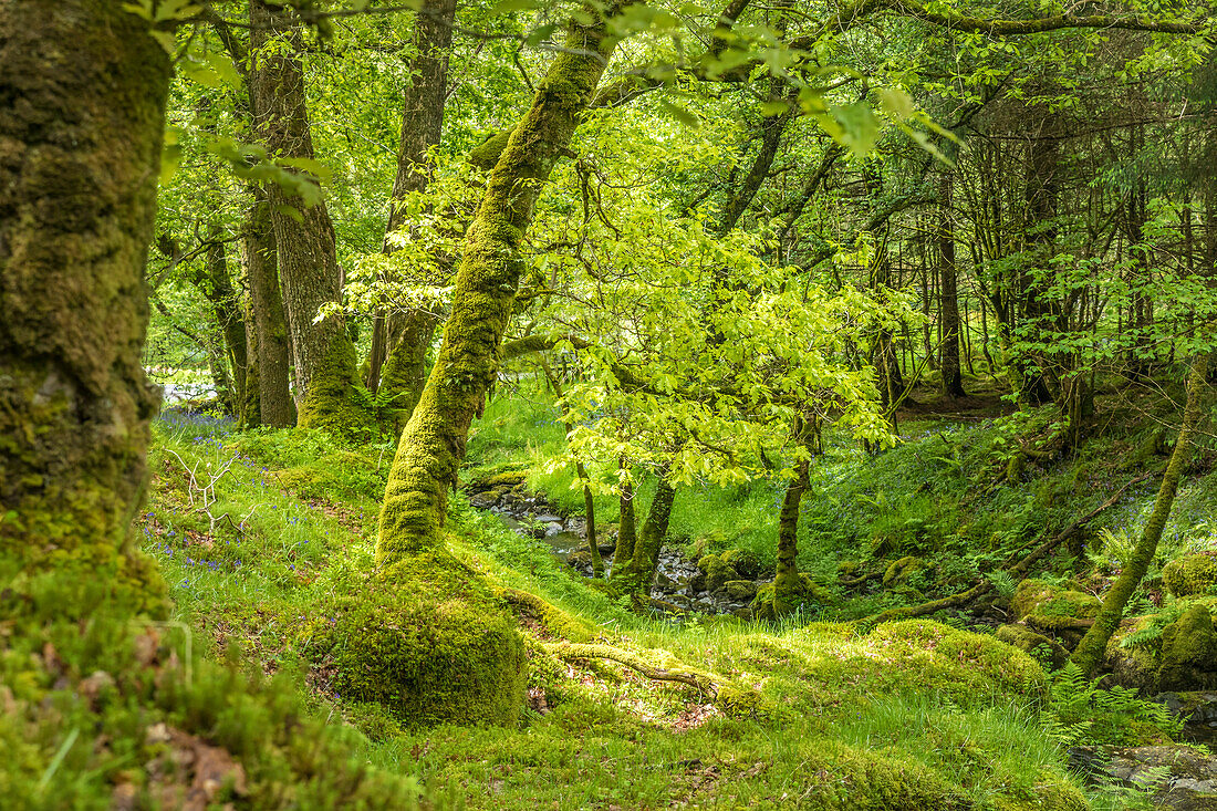Forest stream at Loch Chon in Loch Lomond and The Trossachs National Park, Stirling, Scotland, UK