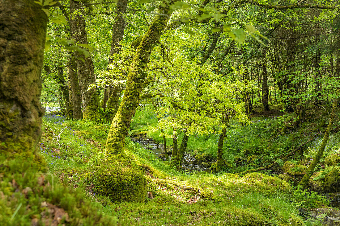 Waldbach bei Loch Chon im Loch Lomond and The Trossachs National Park, Stirling, Schottland, Großbritannien