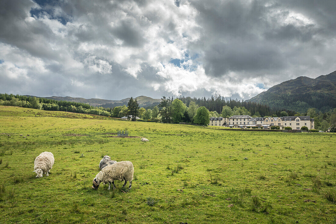 Schafweide am Loch Achray Hotel, Stirling, Schottland, Großbritannien