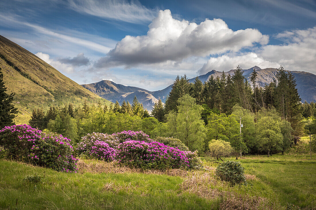 Wilde Rhododendron im Glen Etive, Highlands, Schottland, Großbritannien