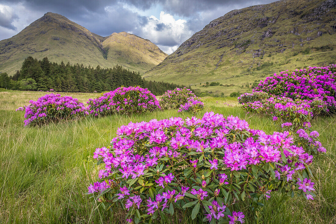 Wild Rhododendrons in Glen Etive, Highlands, Scotland, UK